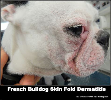 Bulldog Wrinkles Infection And English Bulldog Yeast Infection