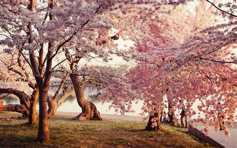 Park Cherry Blossoms Washington Usa