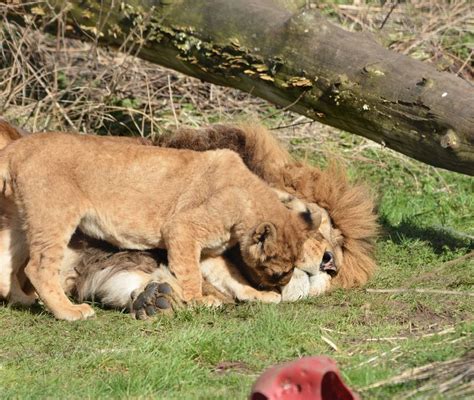 Playtime For Lion Cubs At Linton Zoo Zooborns