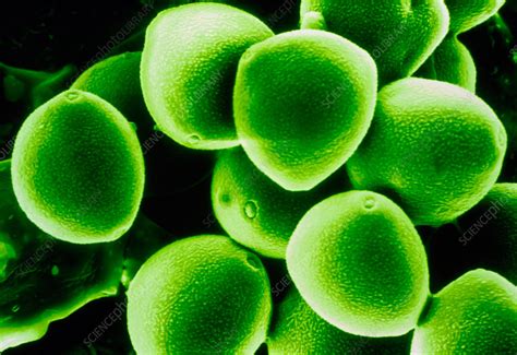 Pollen Grains Stock Image B7860618 Science Photo Library
