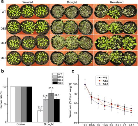 Overexpression Of Zmereb In Arabidopsis Enhances Plant Tolerance To