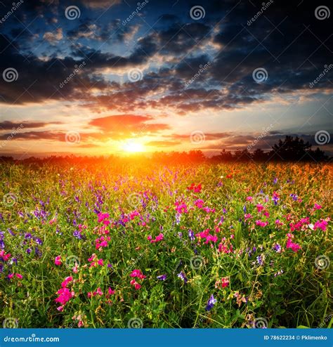 Sunset Over Wild Flower Meadow Stock Photo Image Of Plain Farm 78622234