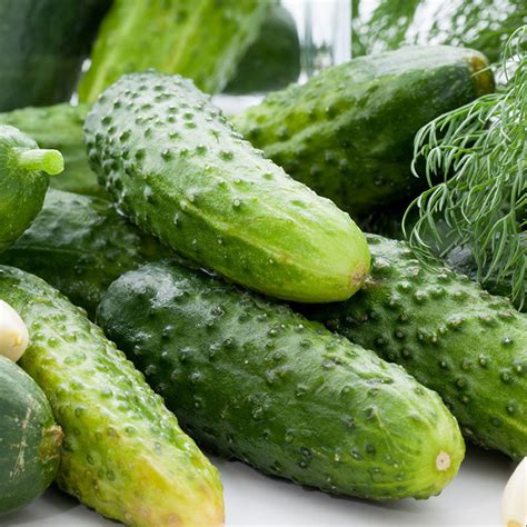 Cucumber Seeds Boston Pickling Vegetable Seeds In Packets And Bulk