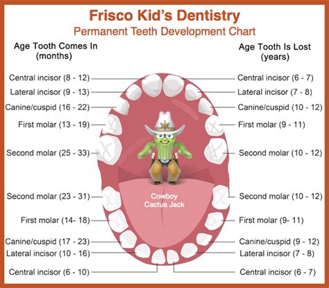 Permanent Tooth Eruption In Children Lonestar Kids Dentistry