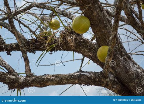 A Strange Fruit Being Born In The Branches Of A Seemingly Dry Tree