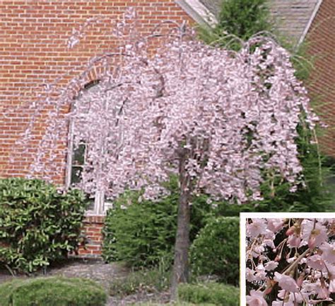 Try your hand at dwarfing a tree. Dwarf Dogwood Varieties | Dogwood tree landscaping ...