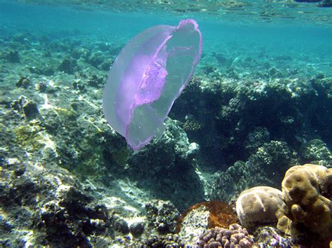 Coral Reef Box Jellyfish