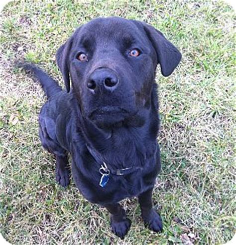 The labrottie is a cross between a purebred labrador retriever and rottweiler. Thor | Adopted Dog | Black Diamond | Cleveland, OH ...