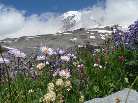 Take In The Splendor Of Mount Rainiers Wildflowers Lewistalkwa