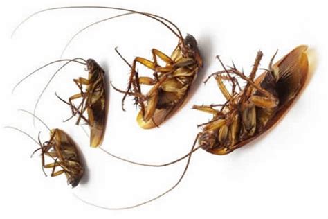 Know about the best eradication method for a major infestation is with grammpa. How to get rid of ants