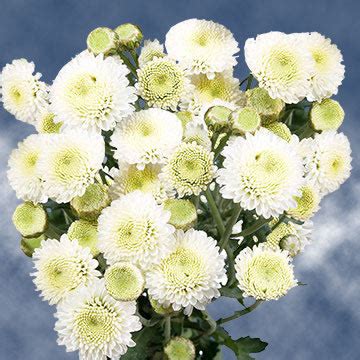Mums are a hardy perennial plant best planted in the spring, but mums that are sold in garden centers in the autumn are really being treated as annuals. Order White Chrysanthemum Button Flowers | Global Rose