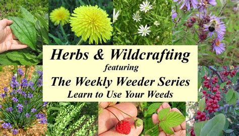 Herbs And Wildcrafting Getting To Know Our Plant Allies