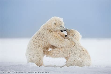 Alaska Polar Bear Cubs Playfight