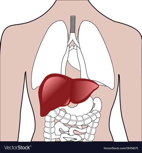 Liver Location In A Human Body Royalty Free Vector Image