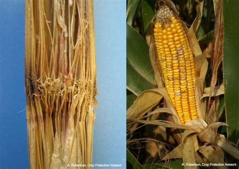 Scout For Ear And Stalk Rots In Corn Maryland Agronomy News