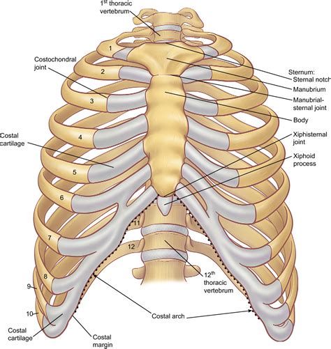 Costae) are the long curved bones which form the rib cage, part of the axial skeleton. Figure 6 from The anatomy of the ribs and the sternum and ...