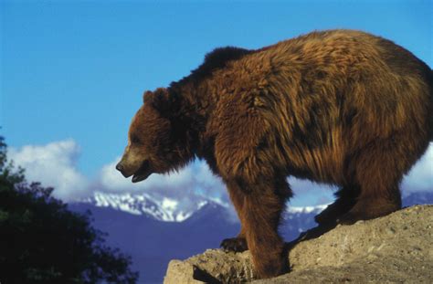 Filegrizzly Bear On A Rock Overlooking Wikimedia Commons