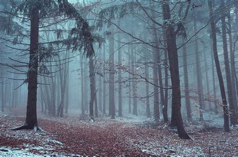 Mysterious Winter Woods Photograph By Jenny Rainbow Fine Art America