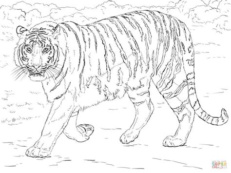 11 Realistic Tiger Coloring Pages Coloring Pages Lion