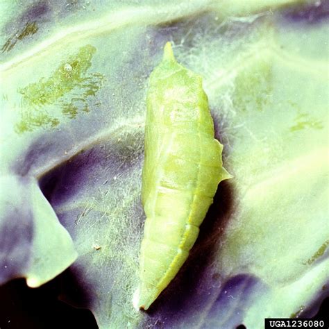 The cabbage white is a very easy butterfly species to keep. Cabbage White Butterfly (Pieris rapae) pupa {!--배추흰나비(번데기 ...