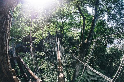 Plus points to this attraction, since you can actually swim and play in it! FRIM Canopy Walk | Located at Bukit Lagong Forest Reserve ...