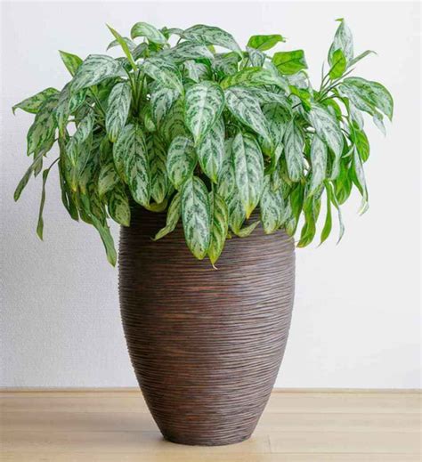 Chinese Evergreen Aglaonema Low Light Loving Houseplants That Can
