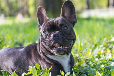 Why Does My French Bulldog Have A Runny Nose 7 Observations