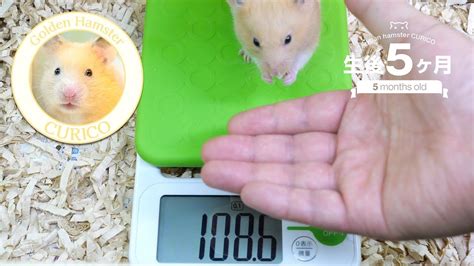 ハムスターの体重測定。〈おまけ付き〉 ゴールデン・ジャンガリアン Hamster Weight Measurement Youtube