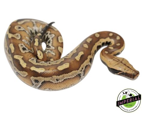 Red Blood Python For Sale Imperial Reptiles Imperial Reptiles And Exotics