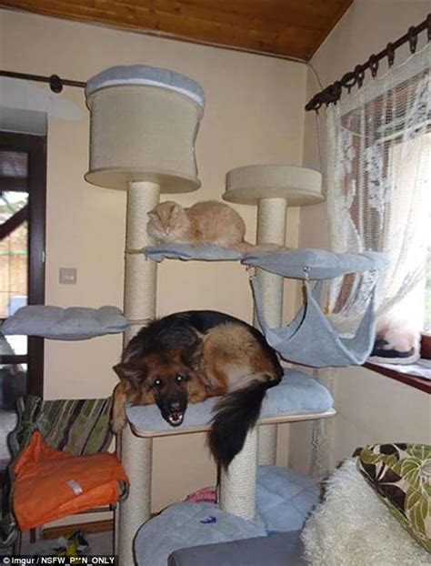 Dogs Get Caught Acting Like Cats In A Hilarious Gallery Daily Mail Online