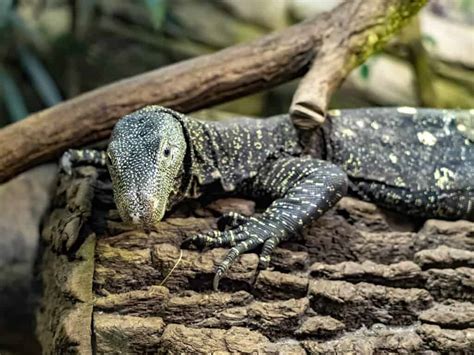 Discover The Largest Monitor Lizard Ever Imp World