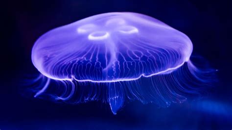 Toxic Jellyfish Found Along Jersey Shore Fox News Video