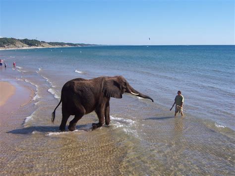 Our michigan winter cabin rentals. Elephant at Lake Michigan Shoreline (Muskegon) | Muskegon ...