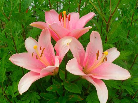 The Pink Lilies Stock Photo Image Of Flowerbed Place 60597984