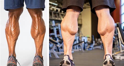 5 Reasons Your Calves Arent Growing