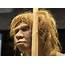 Neanderthals And Modern Humans Parted Ways 800000 Years Ago • Earthcom