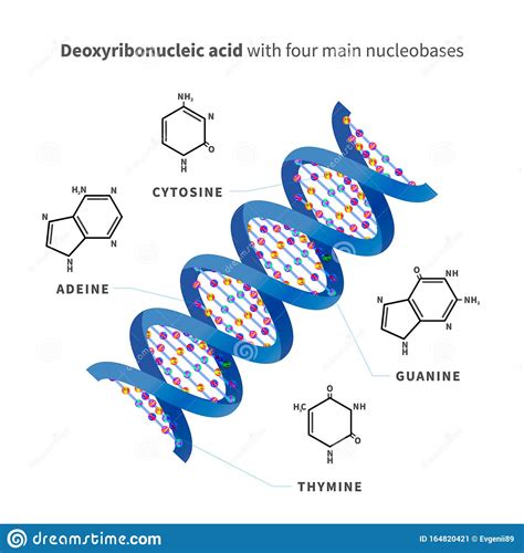 How to say deoxyribonucleic acid. Bright Detailed Deoxyribonucleic Acid With Four Main ...
