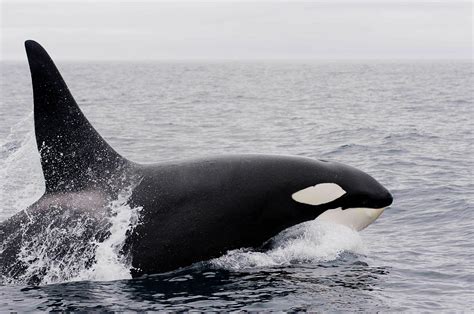 X Ray Mag Sounds Of Orca Send Whales Fleeing