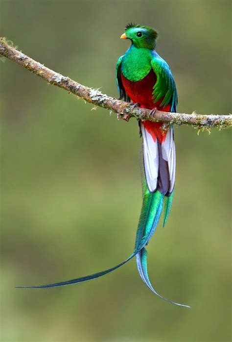 exotic birds  unprecedented beauty