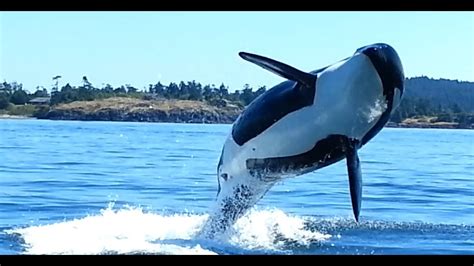 Orcas At Eagle Point San Juan Island Wa Youtube