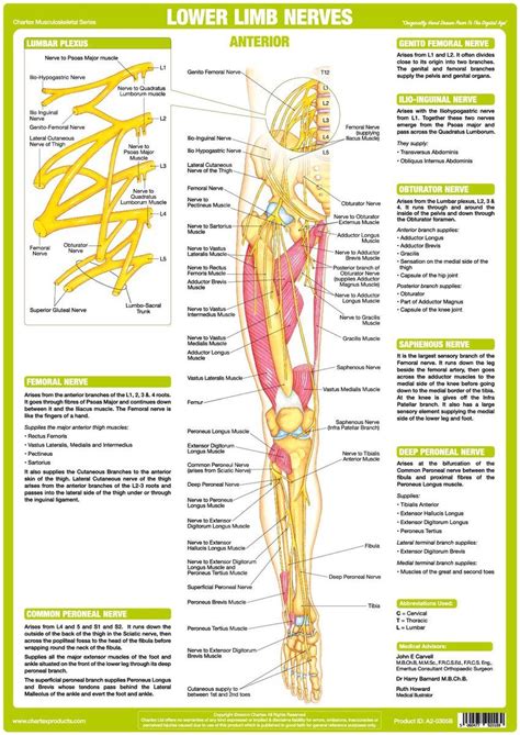 Lower Limb Nervous System Shows Muscles Each Nerve Innervates The