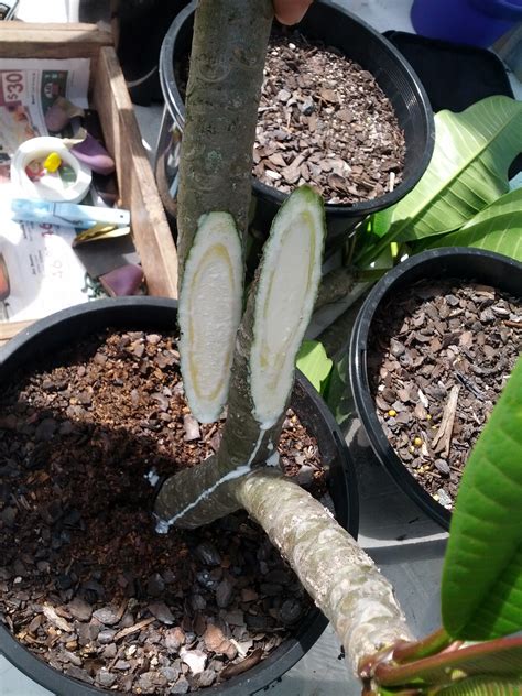 Chip budding is one of the easiest ways to graft, and is particularly good for fruit trees. Forum: Grafting Frangipnni (Plumeria) Trees