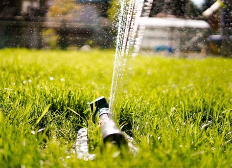 Learn about when to water, how much to water, what proper watering after overseeding is crucial in helping the seeds germinate and the establishment of tags: 6 Things to Remember about Lawn Watering Schedule | AATB
