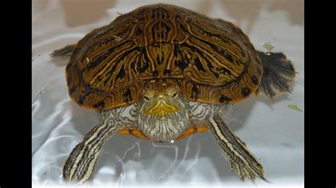 Choose a bath time when your little one is content and awake. How to get your turtle to eat. What to do if he refuses ...