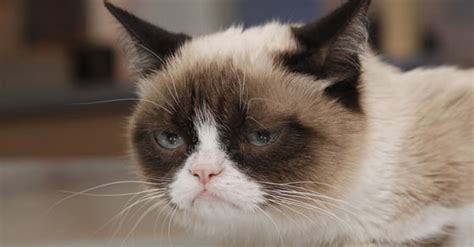 Grumpy Cat Compilation 9gag