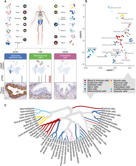 A Singlecell Type Transcriptomics Map Of Human Tissues Science Advances