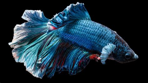 Fish Care Siamese Fighting Fish Betta Pethelpful