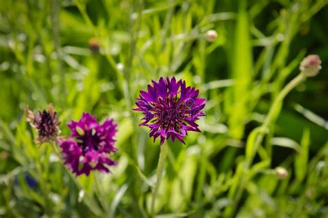 Small Purple Flowers With Pointed Petals Stock Image Image Of