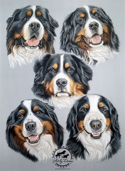 Bernese Mountain Dogs Portrait Dog Portrait Drawing Dog Portraits