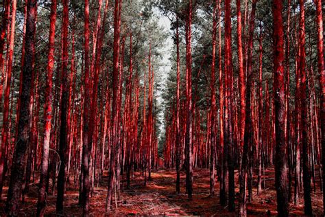 Blood Forest By Granasnorway On Deviantart